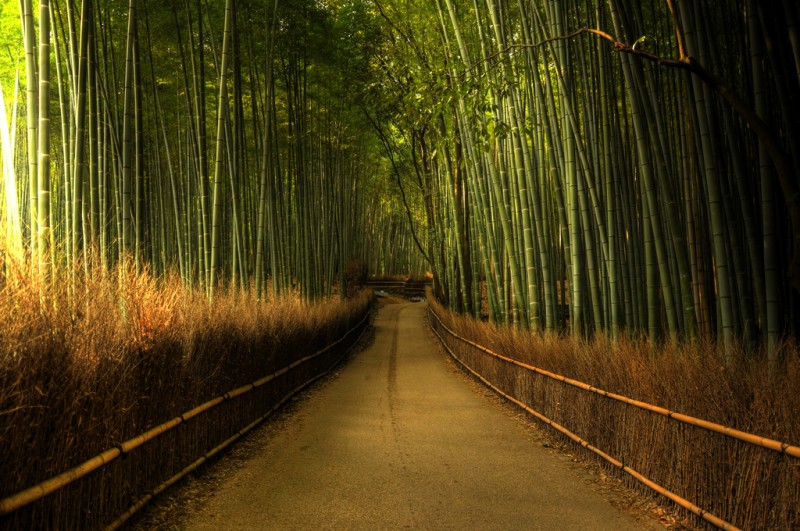 Źródło: http://www.amazingplacesonearth.com/sagano-bamboo-forest-japan/; Autor:Weijie